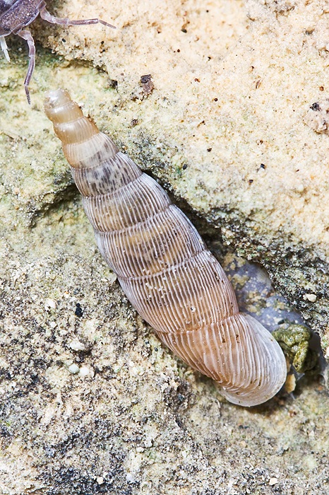 Muticaria macrostoma ??